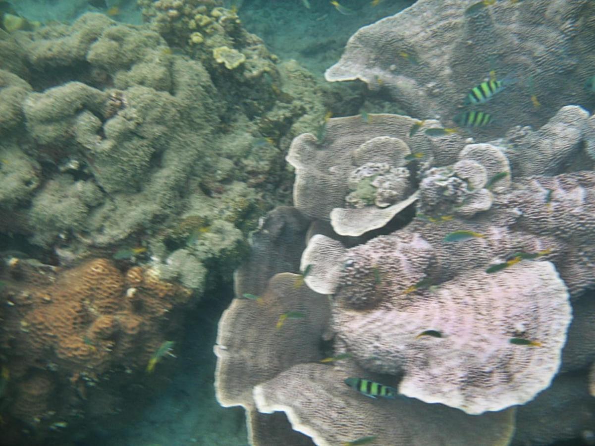 Giman Free Beach Resort Passikudah Esterno foto